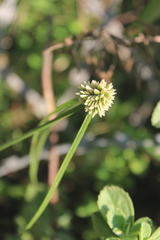 Cyperus dubius