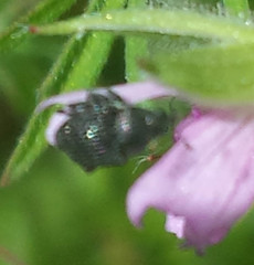 Zacladus