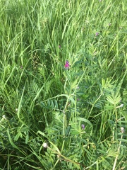 Vicia sepium
