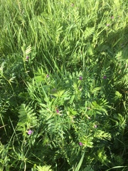 Vicia sepium