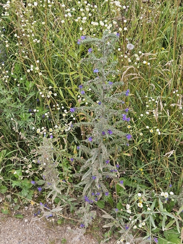 viper's-bugloss