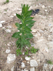 Plectocephalus americanus