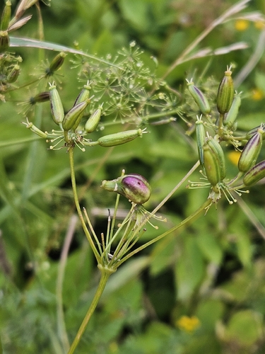 Kiefferia pericarpiicola