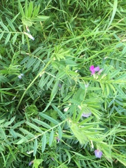 Vicia sepium