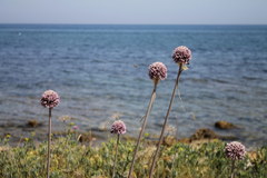 Allium ampeloprasum
