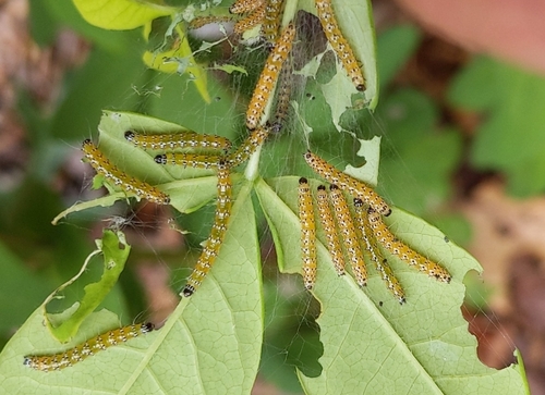 Genista Broom Moth photo 5