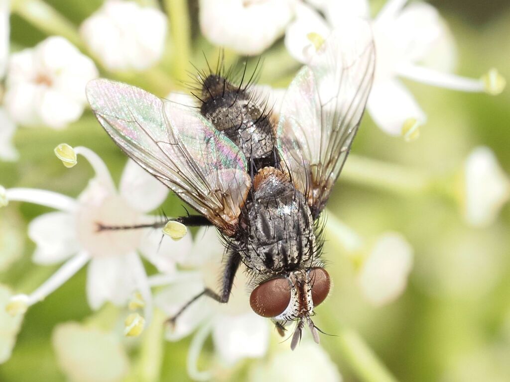 Chetogena filipalpis