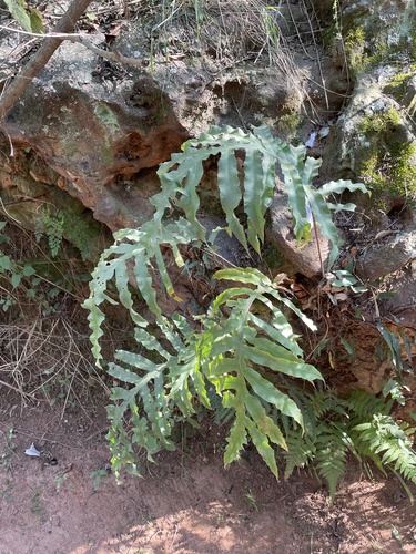 Phlebodium pseudoaureum observed 2026-07-26