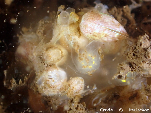 Musculus subpictus observed 2026-07-04