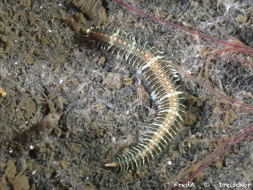 Neonworm, Schouwen-Duiveland, Pays-Bas, photo 6 of 10
