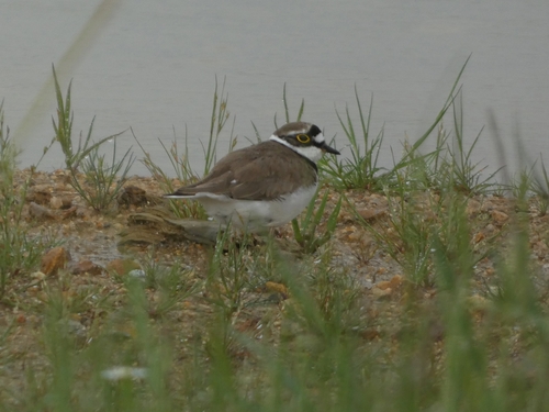 iNaturalist image