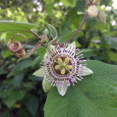 Passiflora exsudans