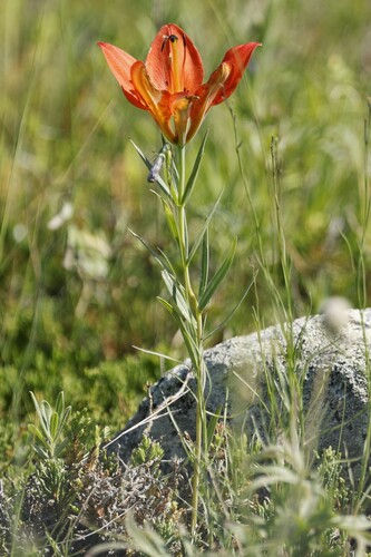 Wood Lily