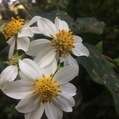 Montanoa leucantha