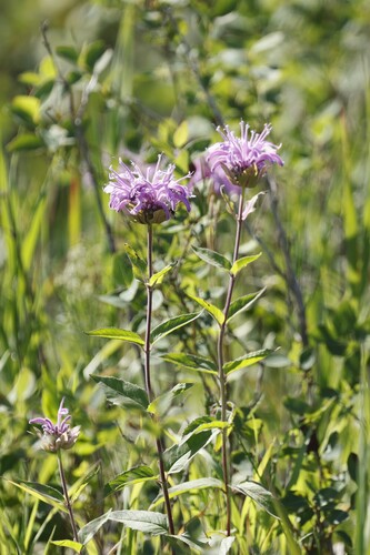 wild bergamot