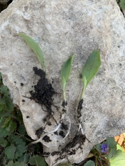 Commelina communis