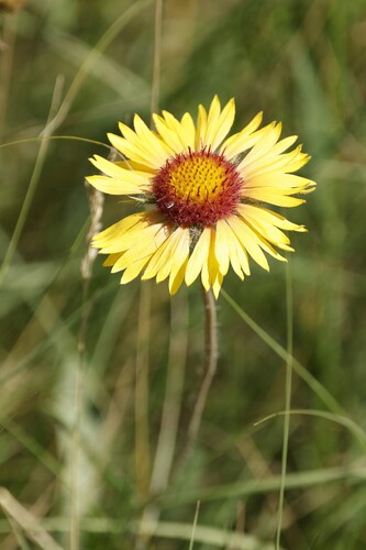 great blanketflower