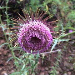 Cirsium pinetorum