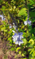 Veronica leiocarpa