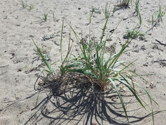 Leymus mollis mollis