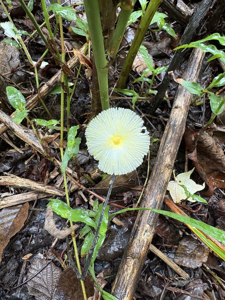 Fragile Dapperling · July 2026 · photo: Photo: no rights reserved · iNaturalist