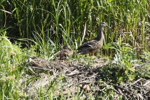 Mallard