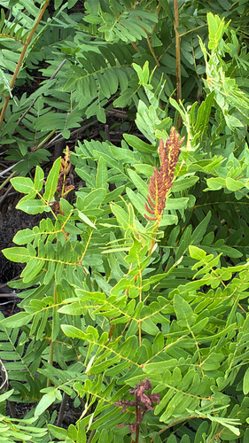 European royal fern