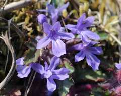 Ajuga makinoi