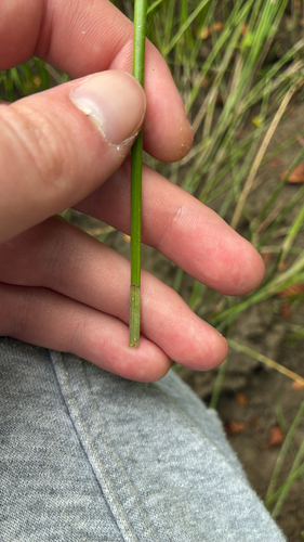 common spikerush