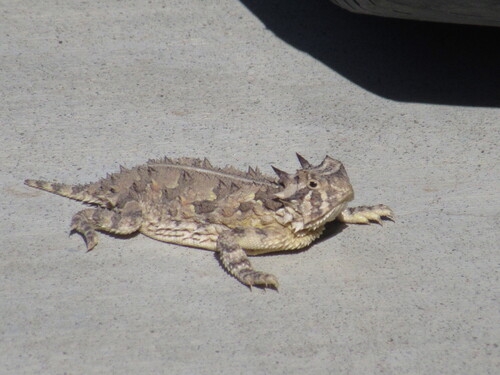 Texas Horned Lizard