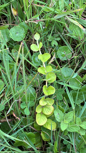 creeping Jenny