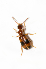 Vacusus vicinus