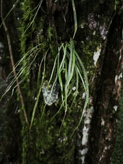 Campyloneurum angustifolium, photograph (c) Cristiane Colodel, some rights reserved (CC BY)