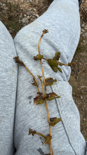 Perfoliate Pondweed