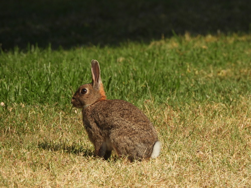 Iberian Rabbit, photo 2 of 10