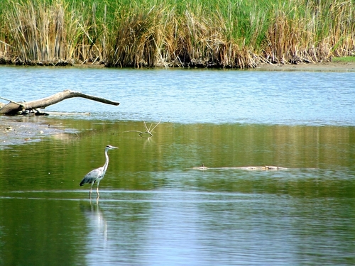iNaturalist image