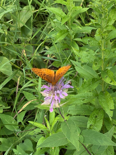 Great Spangled Fritillary