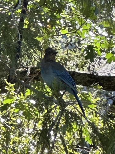 iNaturalist observation photo of Steller's Jay