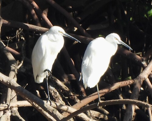 iNaturalist image