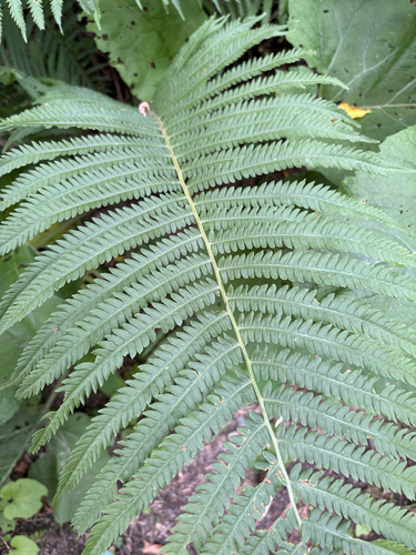 ostrich fern