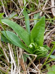 Rhopalomyia capitata
