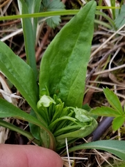 Rhopalomyia capitata