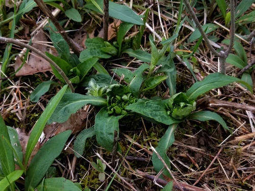 Giant Goldenrod Bunch Gall Midge photo 5