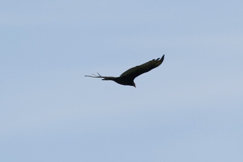 Turkey Vulture