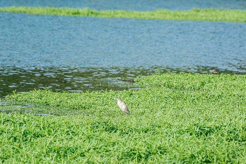iNaturalist image