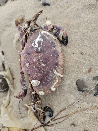 Edible Crab · Brovst, 9460 Brovst, Tanska