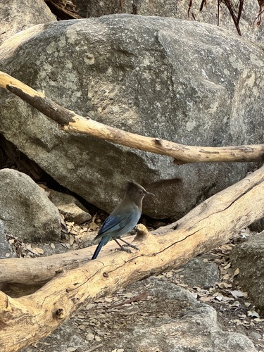 iNaturalist observation photo of Steller's Jay