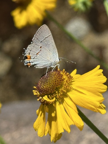 iNaturalist observation photo of Gray Hairstreak