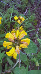 Phlomis viscosa