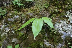 Hosta longipes longipes